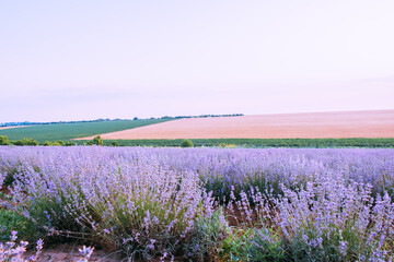 Naklejka premium Lavender field in sunlight. Beautiful image of a lavender field