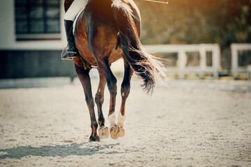 Equestrian sport. The legs of a dressage horse galloping, rear view. The leg of the rider in the...