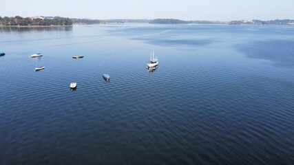 swans on the lake