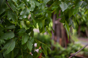 Young walnuts on the tree at sunset. Tree of walnuts. Green leaves background.