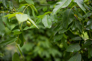 Young walnuts on the tree at sunset. Tree of walnuts. Green leaves background.