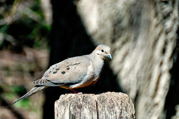 turtledove