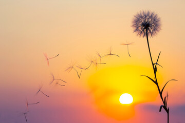 silhouette of dandelion flower seeds flying against the backdrop of the evening sun and sunset sky. Floral botany of nature