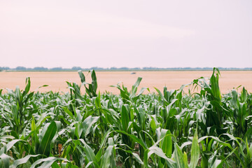 View of a young cornfield