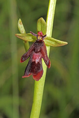piccola orchidea dai fiori di velluto (Ophrys insectifera)