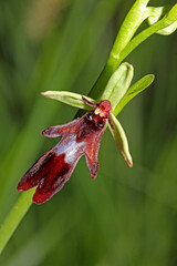 piccola orchidea dai fiori di velluto (Ophrys insectifera)