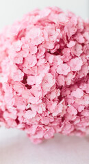 Beautiful pink hydrangea flowers in a vase on a table.