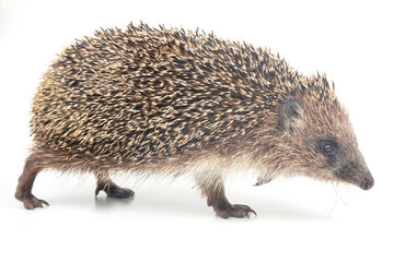 Erinaceus europaeus. Common European hedgehog on a white background