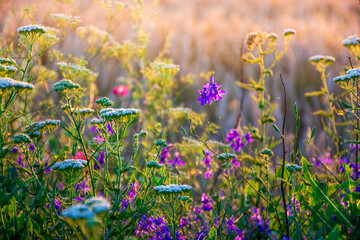 Beautiful wildflowers on a green meadow. Warm summer evening with a bright meadow during sunset. Grass silhouette in the light of the golden setting sun. Beautiful nature landscape with sunbeams. - obrazy, fototapety, plakaty