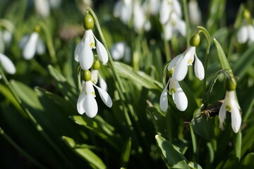 Snowdrops in April