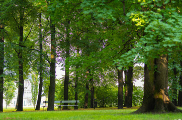 Obraz premium Park, tree, trash can, path, forest, nature, leaves, sawn tree