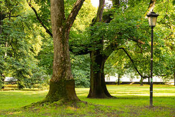 Fototapeta na wymiar Park, tree, trash can, path, forest, nature, leaves, sawn tree