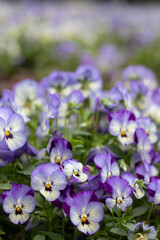 Purple flowers in spring