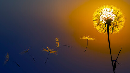 Dandelion flower seeds fly against the backdrop of the evening sun and sunset sky. Floral botany of...