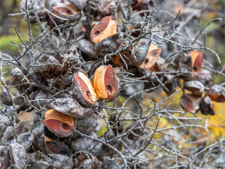 Fruits of a dry Hakea bush