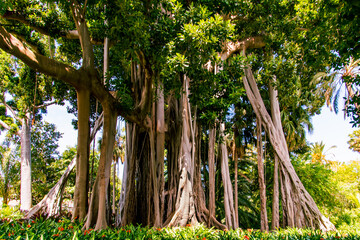 &Aacute;rboles en el Puerto de la Cruz, isla de Tenerife