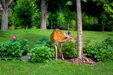 A fawn in a flowerbed of a garden among the flowers of a garden bed near a tree with bark mouling...