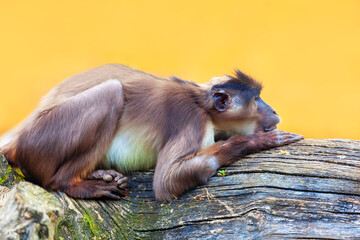 White Crowned Mangabey standing on the log . Sad monkey