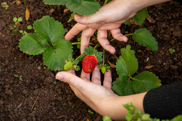 Woman's hand picking an organic strawberry in the garden of her house