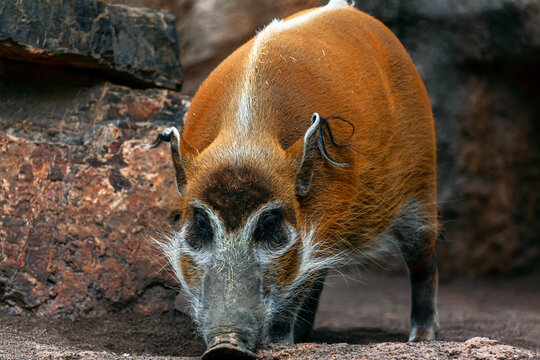 Portrait of Red river hog . Potamochoerus porcus . Wild pig living in Africa