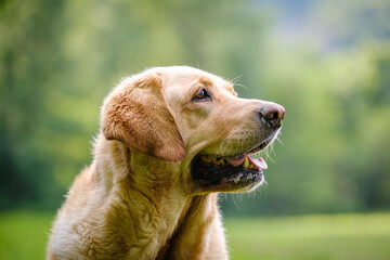 Labrador Golden retriever mixed dog