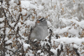 A white-crowned sparrow perched in a snow-covered bush, during a winter snowstorm in the Verde Valley, Yavapai County, Arizona.