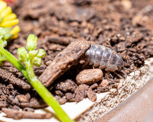 The little bug in garden