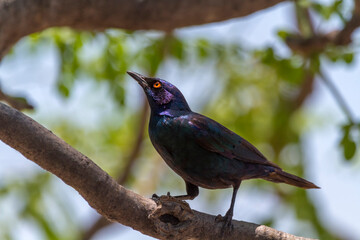 Rotschulter-Glanzstar (Lamprotornis nitens), Etosha, Namibia
