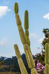 Cactus and vegetation in the foreground with the beautiful view of the petropolis mountains and hills in Rio de Janeiro on a sunny day.