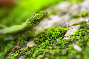 Closeup shot of a large green lizard on a mossy stone