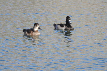 A pair of ring-necked ducks, male and female, swimming in a lagoon in Dead Horse Ranch State Park, Cottonwood, Arizona.	