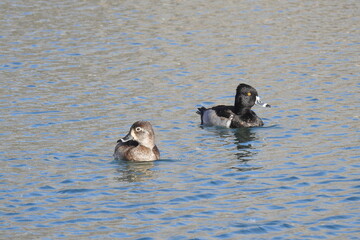 A pair of ring-necked ducks, male and female, swimming in a lagoon in Dead Horse Ranch State Park, Cottonwood, Arizona.	