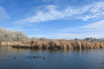 The beautiful scenery of the desert oasis lagoons within the Dead Horse Ranch State Park in Cottonwood, Yavapai County, Arizona.