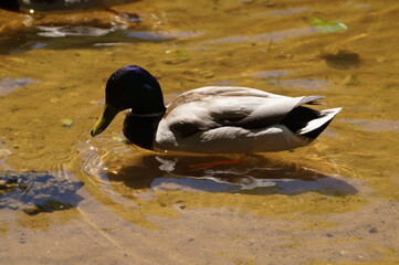 duck in the water