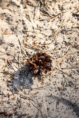 Pine cone on the sand in the forest