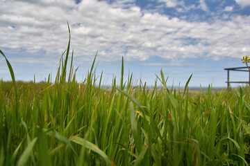 Green grass with blue sky and cloud background.