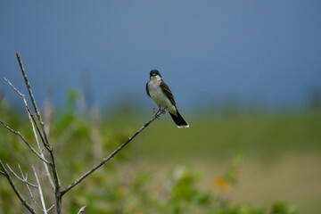 wildlife landscape photography