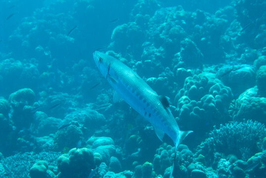 A picture of a barracuda