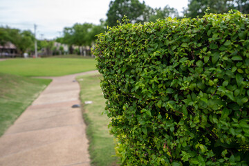 path in the garden