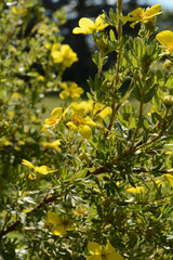 Flowering Bush of Yellow Blooms