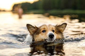 The dog swimming in a lake.