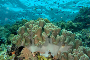 A picture of the coral reef