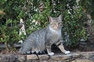 cat in the garden