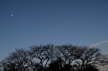 C&eacute;u azul ao escurecer e &aacute;rvore em silhueta