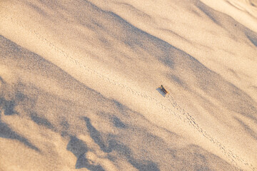 Fototapeta na wymiar Brown Grasshopper and tracks in the sand 