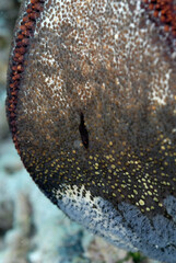 Fototapeta premium A picture of a starfish shrimp