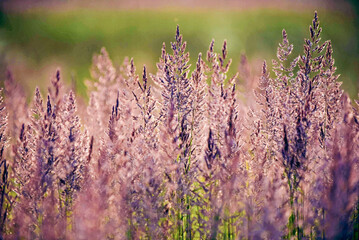 lavender field at sunset