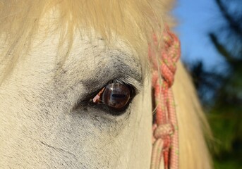 olhar do cavalo Branco encilhado no pôr-do-sol - obrazy, fototapety, plakaty