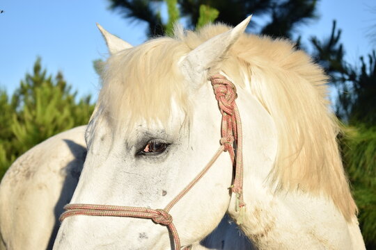 olhar do cavalo Branco encilhado no pôr-do-sol
