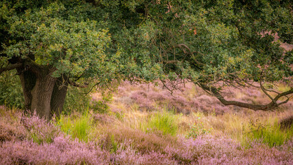 Close up of green tree between purple colored heather in nature reserve Mookerheide, Nijmegen, The Netherlands